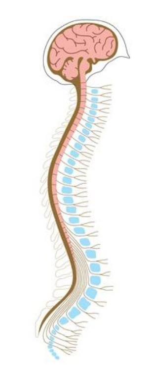 Curves Are Crucial – The Role of Arches in Spinal Health